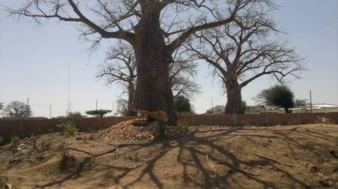 A Guy cutting Boabab Tree in TETE Mozambique